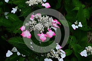 Hydrangea serrata \'Beni-gaku\' flowers. photo