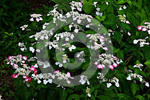 Hydrangea serrata \'Beni-gaku\' flowers. photo
