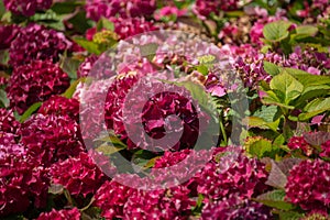Hydrangea serrata flower in a green background photo