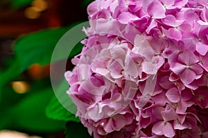 Hydrangea serrata Flowes photo