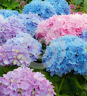 Hydrangea spring flower background with pink, blue, and lavender pastel blooms. Traditional Easter flowers. Easter background.