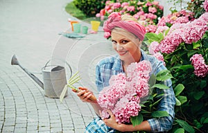 Hydrangea. Spring and summer. Flower care and watering. soils and fertilizers. happy woman gardener with flowers. woman