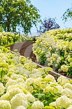 Hydrangea Stairs odaiba Tokyo Japan photo