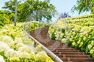 Hydrangea Stairs odaiba Tokyo Japan photo