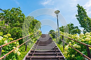 Hydrangea Stairs odaiba Tokyo Japan photo