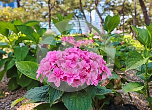 hydrangea suguk flower blooming in haeundae beach, Dongbaek island, Busan, South Korea, Asia