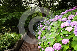 Hydrangea at Tamagawadai PArk, Ota, Tokyo, Japan