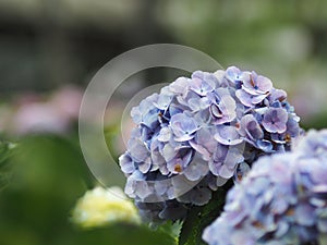 Hydrangea texture of nature plants leafes