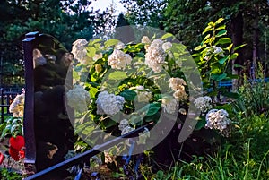 Hydrangea tree-like against the background of a tombstone is a common decoration of Russian cemeteries photo