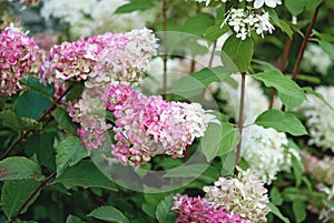 Hydrangea Vanille Fraise blooming with pink and white flowers in summer