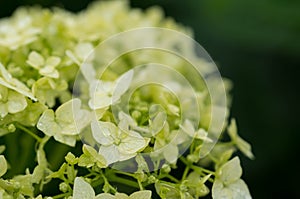 Hydrangea with water drops after a rain