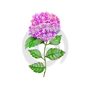 Hydrangea watercolor isolated . Hydrangea on white background. Watercolor hand painted illustration of Hydrangea.