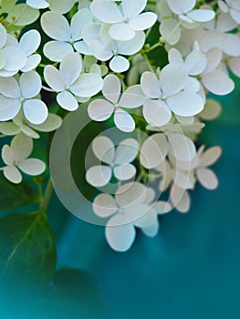 Hydrangea white colored flowerhead