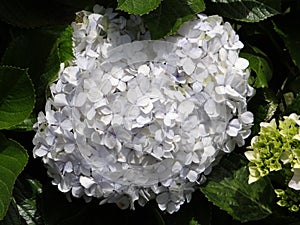 Hydrangea white Flowers natural bouquet