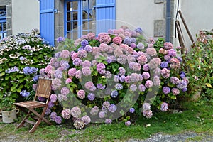 Hydrangea photo