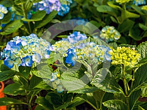 Hydrangeaceae flowers, Hydrangeaceae is a family of flowering plants in the order Cornales