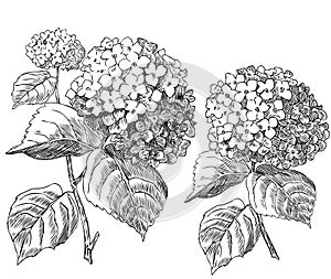 Hydrangeas - vintage engraving