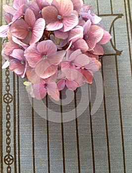 Hydrangeas on a 1915 book cover