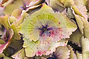 Hydrangeas beautiful colorful flower