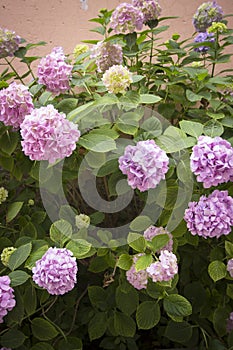 hydrangeas blooming in spring, colorful flower bushes