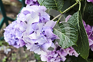 Hydrangeas blue