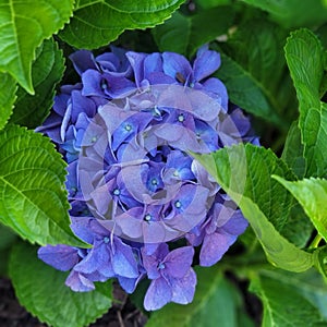 Hydrangeas Blue Purple Flower Nature