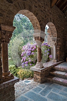 Hydrangeas bush and arch in the Romanesque Abbey of Saint Martin photo