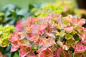 Hydrangeas photo