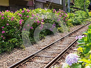 Hydrangeas and Enoden