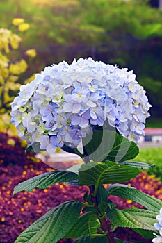 Hydrangeas flower.