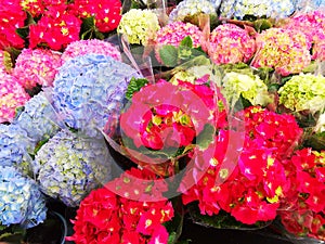 Hydrangeas flowers - cellophane bouquets