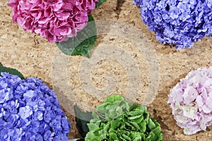 Hydrangeas flowers on the table