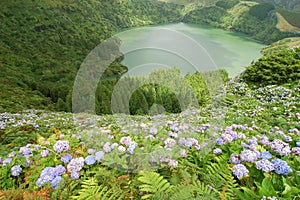 Hydrangeas flowers on the volcano photo