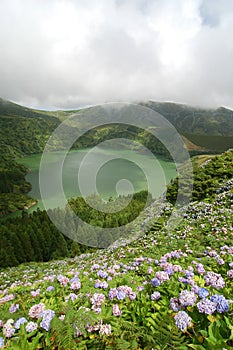 Hydrangeas flowers on the volcano photo