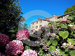 Hydrangeas and historic farm