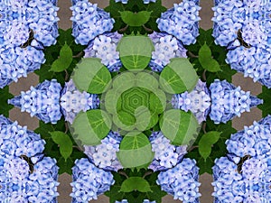Hydrangeas kaleidoscope photo