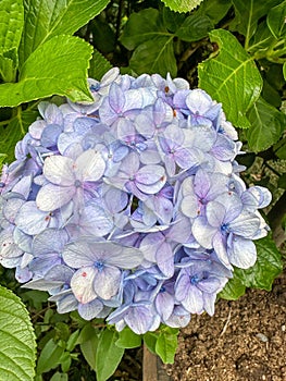 violet, blue and white hydrangea flower.