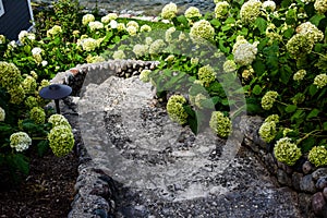 Hydrangeas Lining Stone Stair Pathway