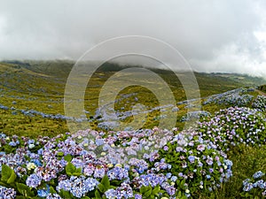 Hydrangeas Near Caldeira Branca