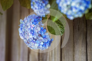 Hydrangeas in summer on roadsides