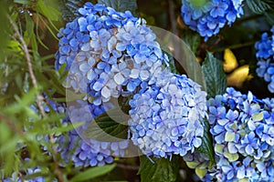 Hydrangeas in summer on roadsides