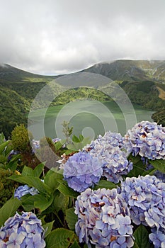 Hydrangeas on the volcano in the Azores, Fayal, Portugal photo