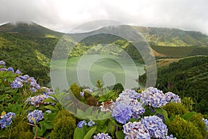 Hydrangeas on the volcano photo