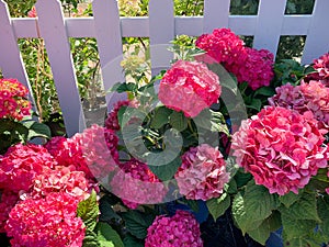 Hydrangeas white picket fence