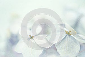 Hydrangeas in winter style on mulberry paper texture