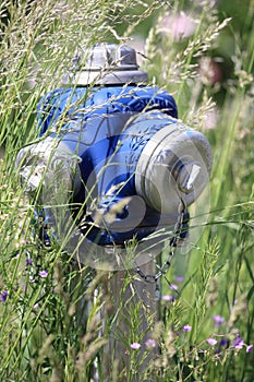 Hydrant Overgrown with Grass