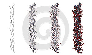 Hydration structure of a triple helix collagen peptide molecule in different models on white background photo