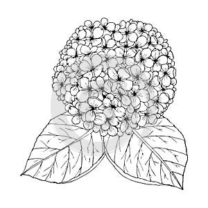 Hydrengea Flower doodle drawing freehand , Coloring page with doodle