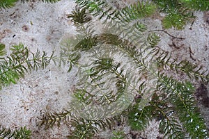 Hydrilla verticillata plant photo