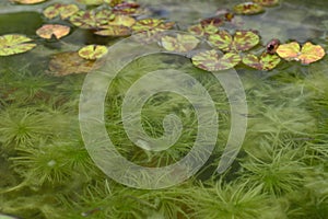 Hydrilla verticillata plant underwater with natural background. photo